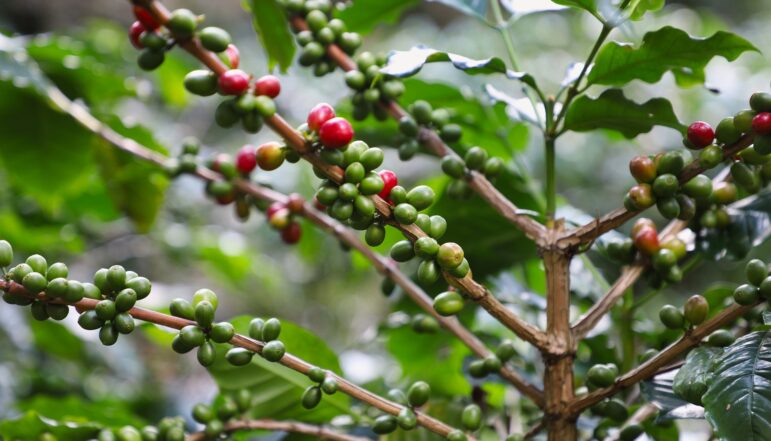 coffee-gb13213b0f_1920
