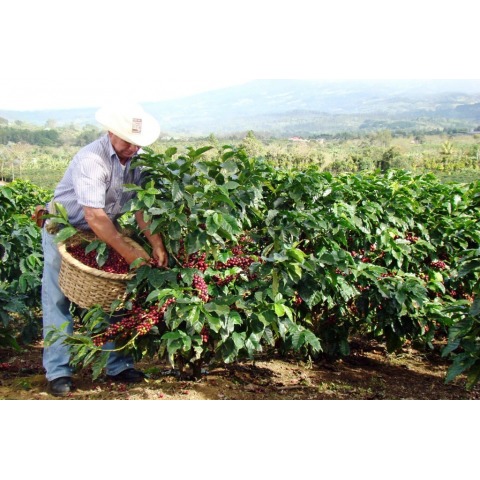 COSTA RICA DOTA TARRAZU