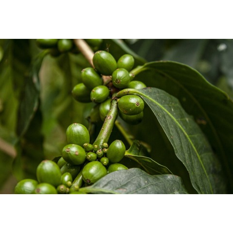 Costa Rica La Lapa- Green Coffee Beans