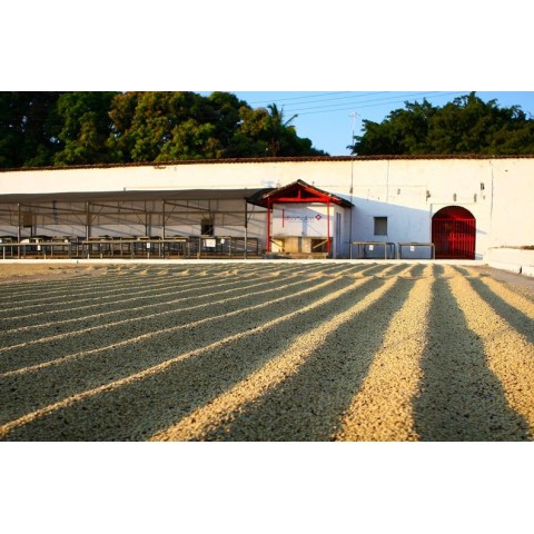 Bom Jesus - Special Edition Microlot Pineapple - Image 2