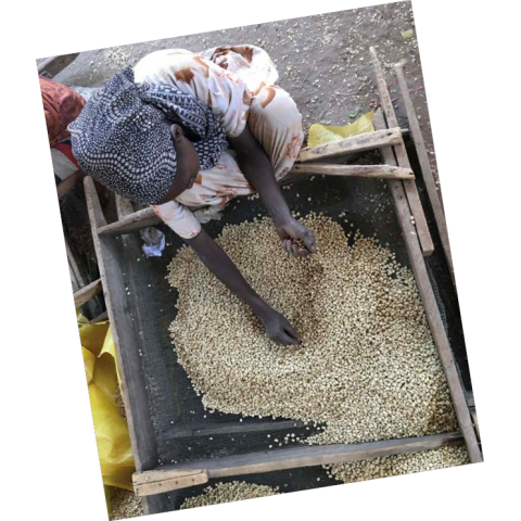 Ethiopia Yirgacheffe Konga Wote Gr2 - Image 2