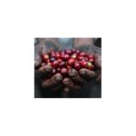 Indonesia Sulawesi Bukit Marante - Kalossi Coffee