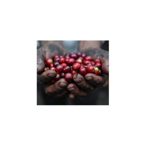 Indonesia Sulawesi Bukit Marante - Kalossi Coffee