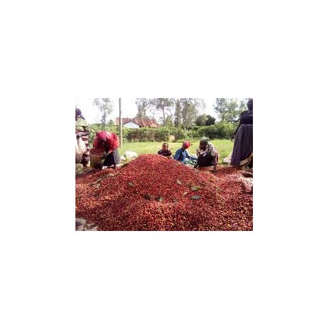 Kenya AB FAQ - Kenya Coffee - Image 2