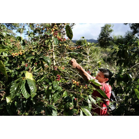 Premium Glacier Water Process Decaf Espresso Blend - Image 2
