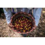 Conilon Imperial Premium Brazilian Conilon Robusta