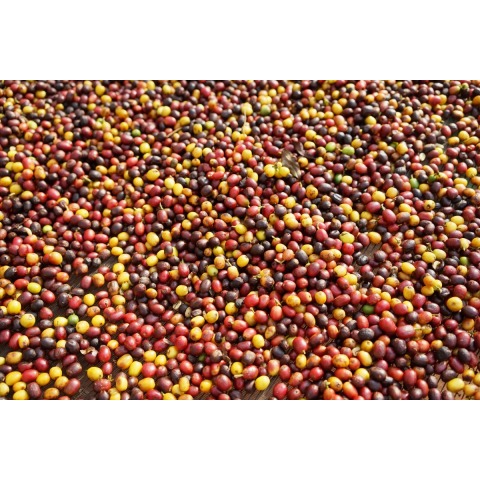 Sitio Pinheirinho - Brazil Specialty Coffee - APAS Coffee - Image 4