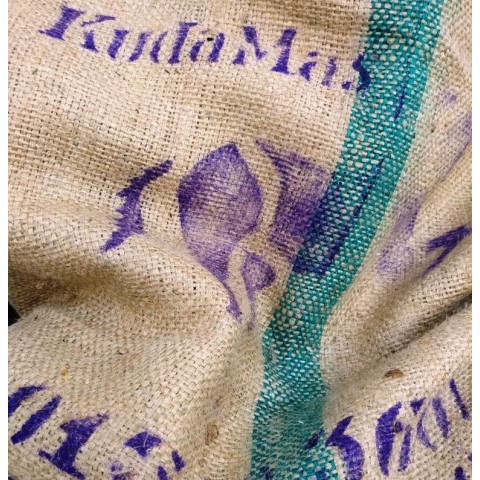 SUMATRA KUDA MAS - Indonesia Kuda Mas - Image 2