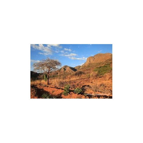 Zambia Mafinga Hills - Rainforest Coffee - Image 3