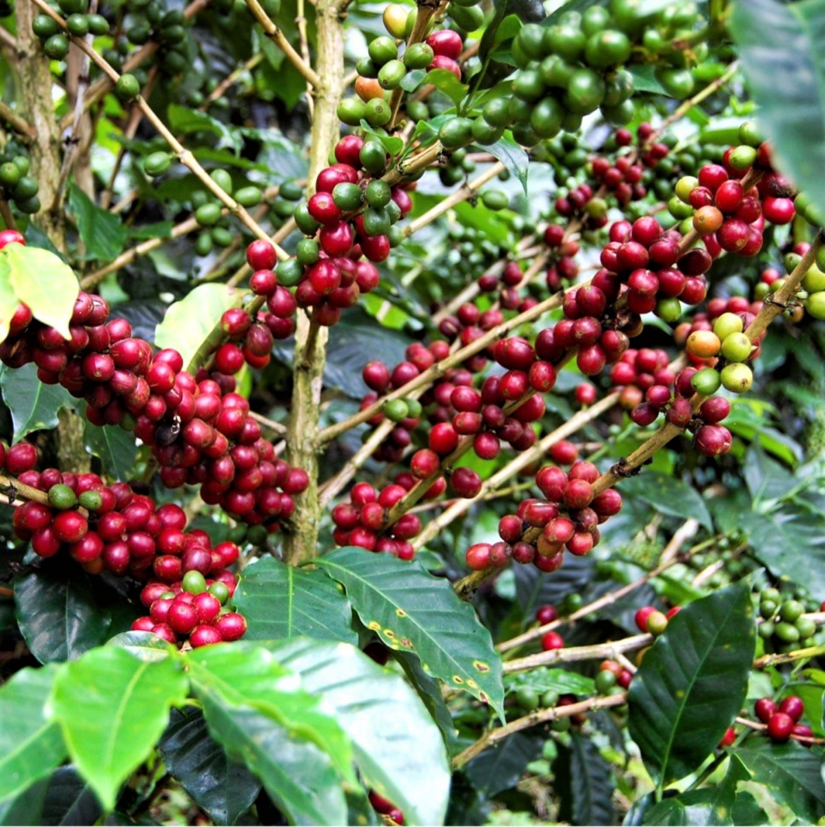 Sumatra Blue Bianca Wet Hulled Giling Basah - Specialty Coffee