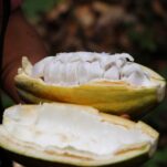 cocoa-gb66368c18_1920