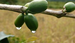 Brazil Decaf - Clean Mountain Water Process - Image 2