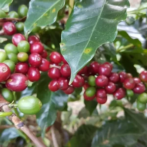 Henrique Sloper Organic Red Bourbon - 1 Kg