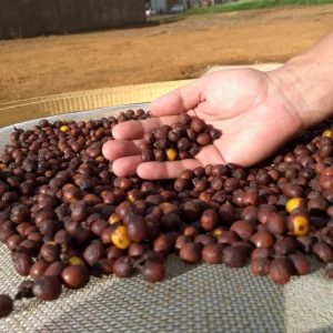 Nicaragua Selva Negra - Organic Honey Process - 1 Kg