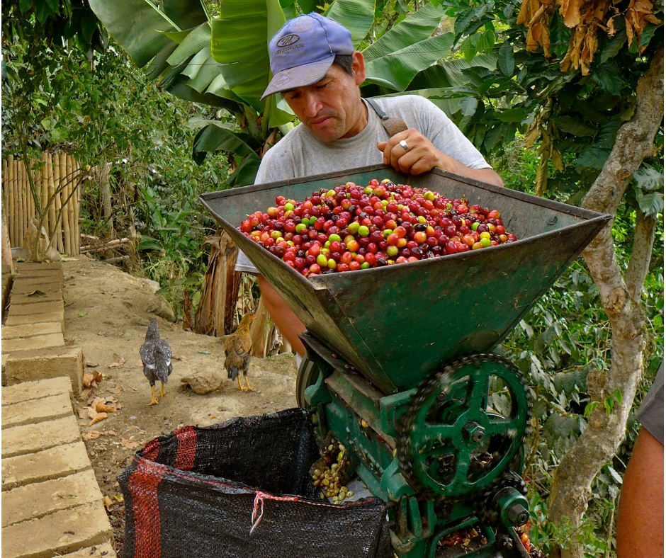 Esmilda Sembrera Martines - Peru Organic Coffee