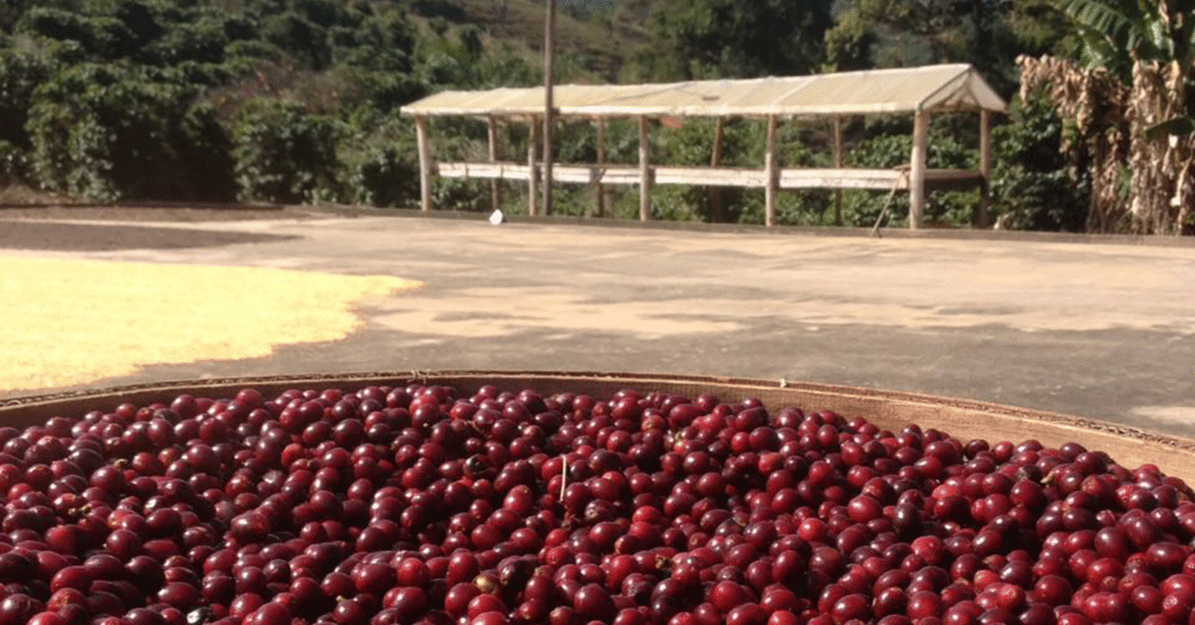Ethiopia Guji Jirimititi Grade1