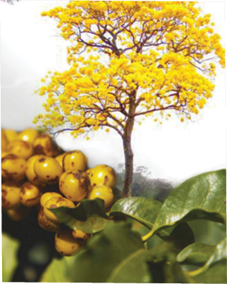IPE Amarelo Yellow Bourbon