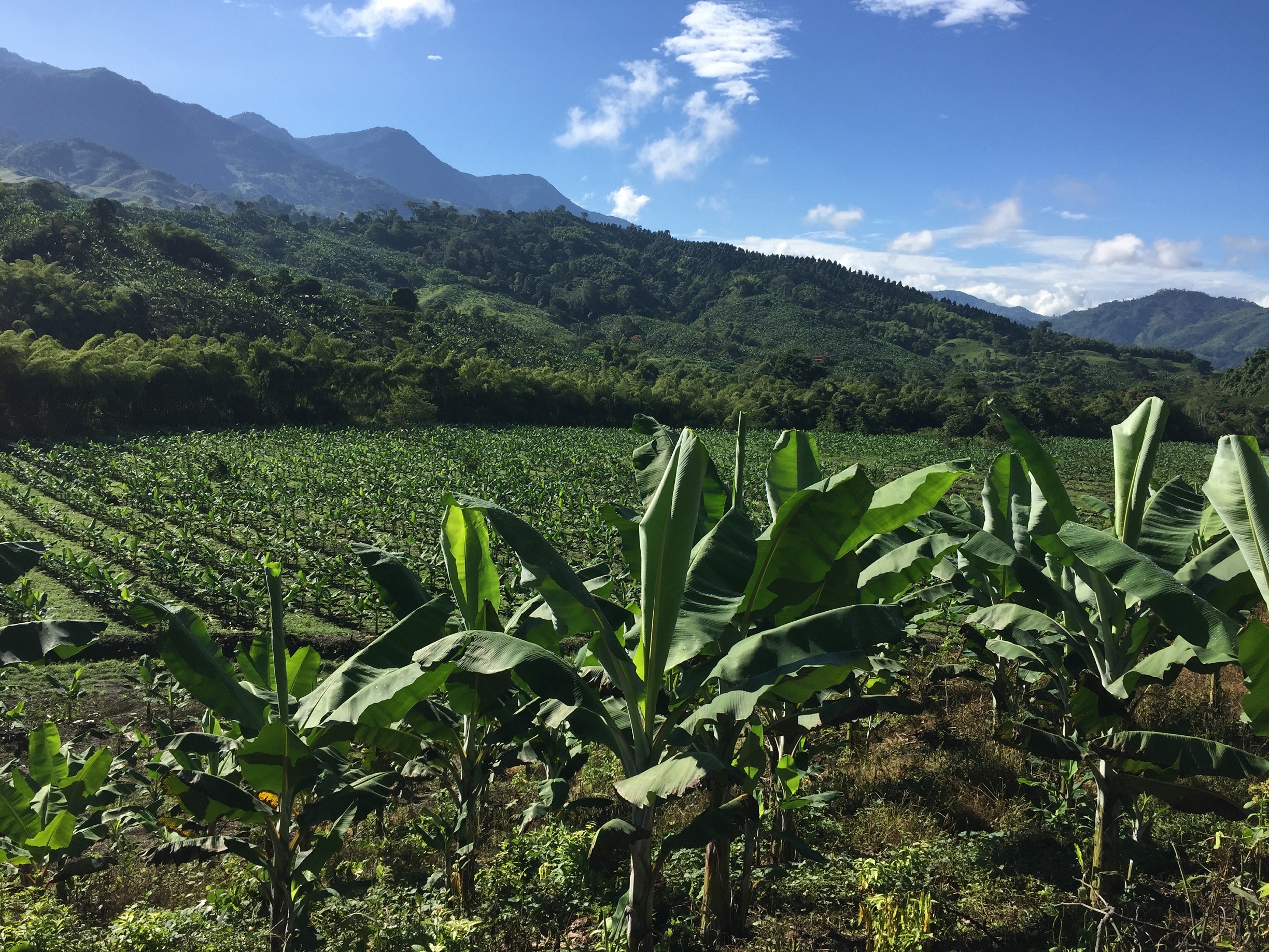 Colombia Guayata Boyacá Region