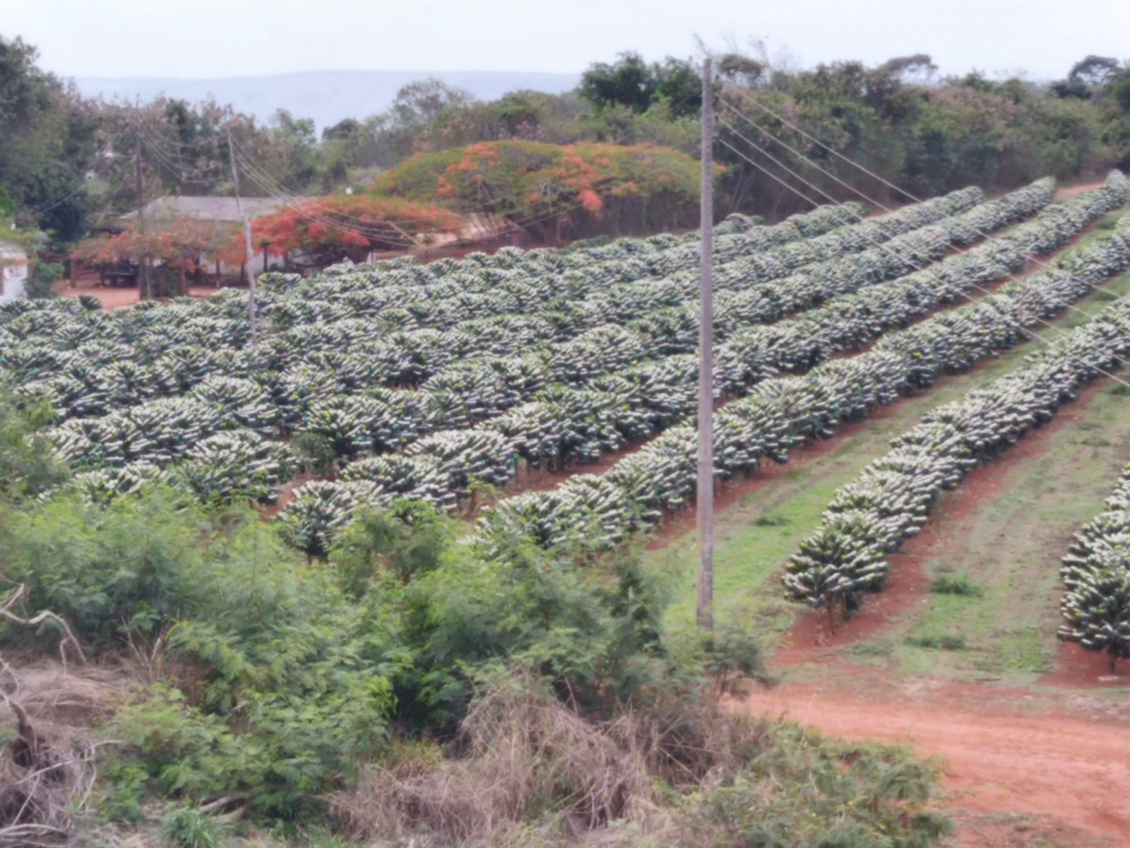 Nakamura Farm - Anaerobic Process - Image 2
