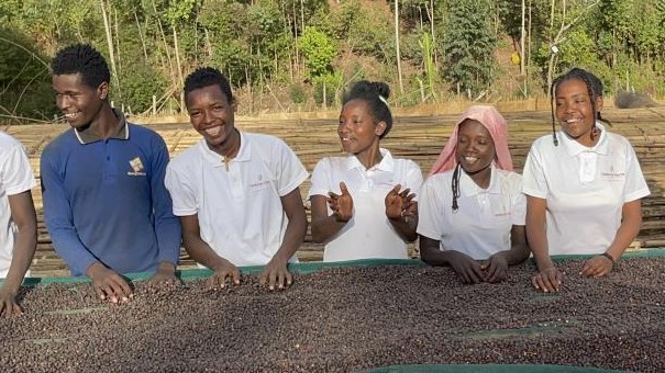 Ethiopia Limmu Grade 2 Washed