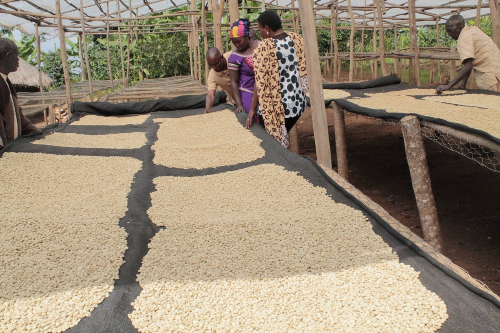 Yirgacheffe Moki G3 Natural Process - Image 2