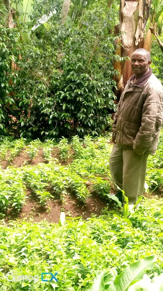 Ethiopia Yirgacheffe Ayele Fulasa Grade 1