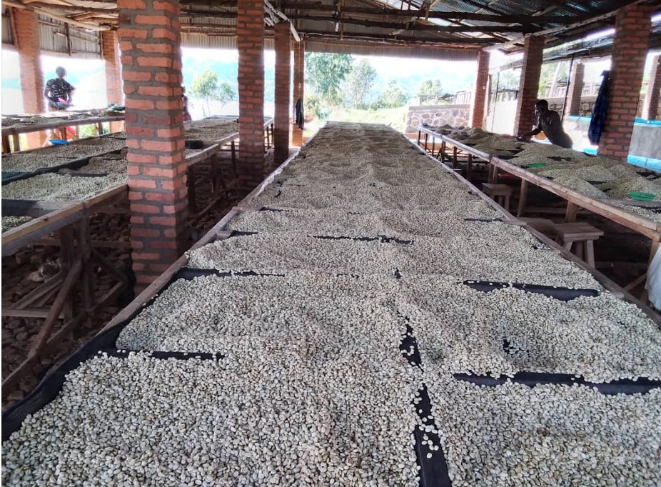 Rwanda Viva Nyamasheke Specialty Coffee