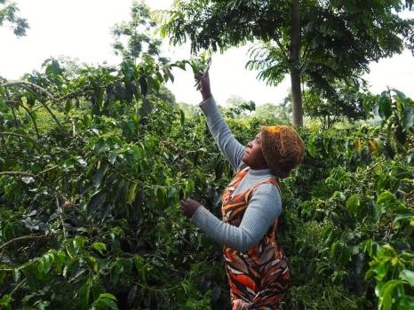 Tanzania Meilado Honey Process