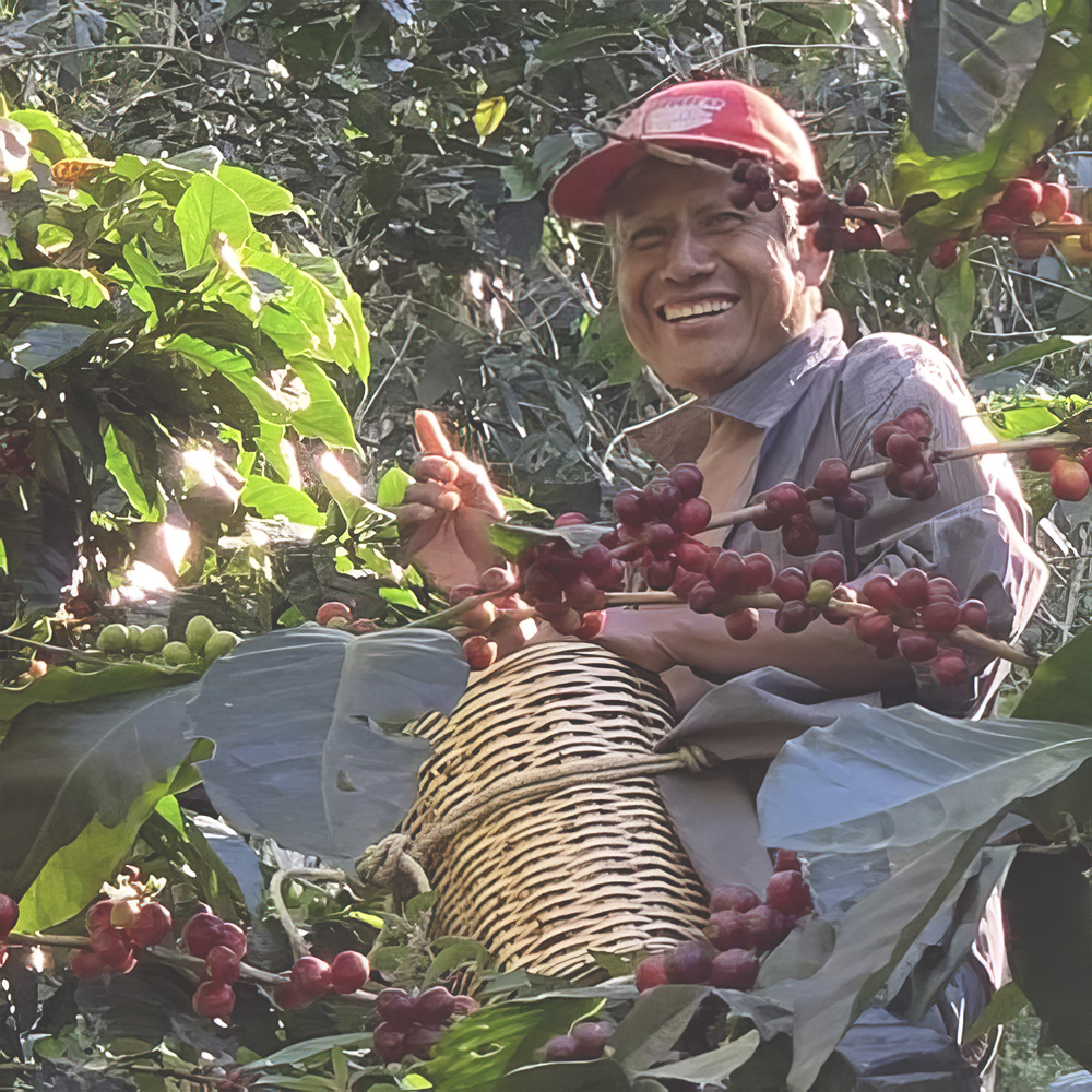 Mexico Nube Alta Specialty Green Coffee