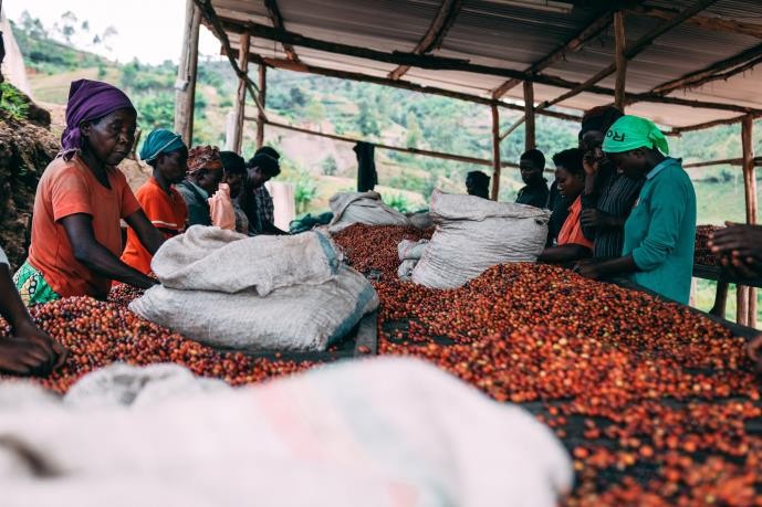 Guatemala Santa Paula Estate High Grown