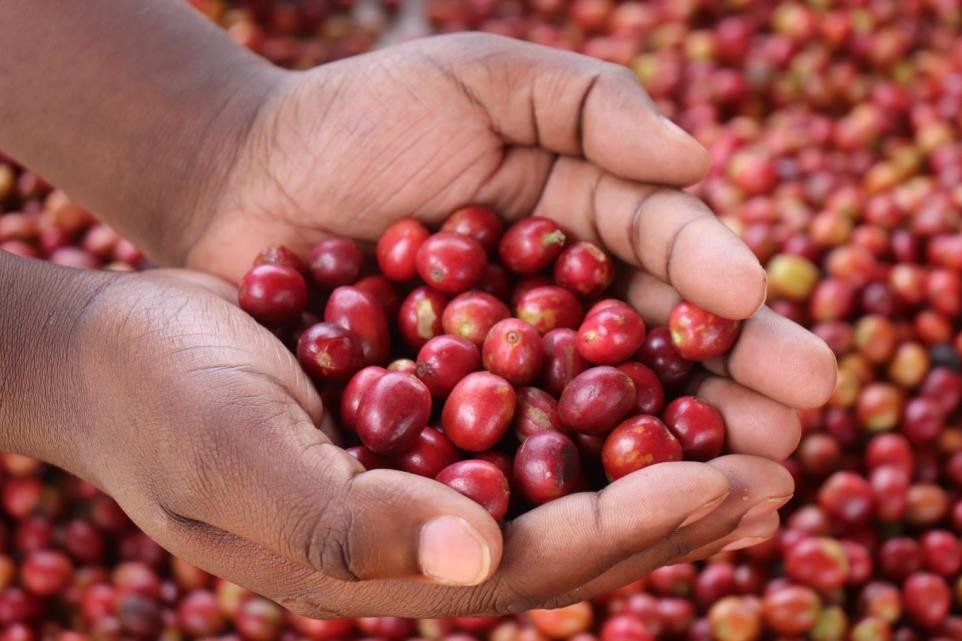 Kenya Gikanda FCS Peaberry