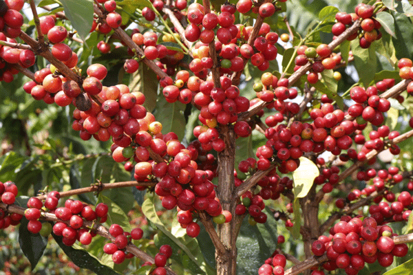 Yirgacheffe Moki G3 Natural Process