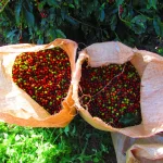 Ethiopia Bisrat Melaku Uraga Grade 1