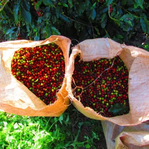 Ethiopia Bisrat Melaku Uraga Grade 1