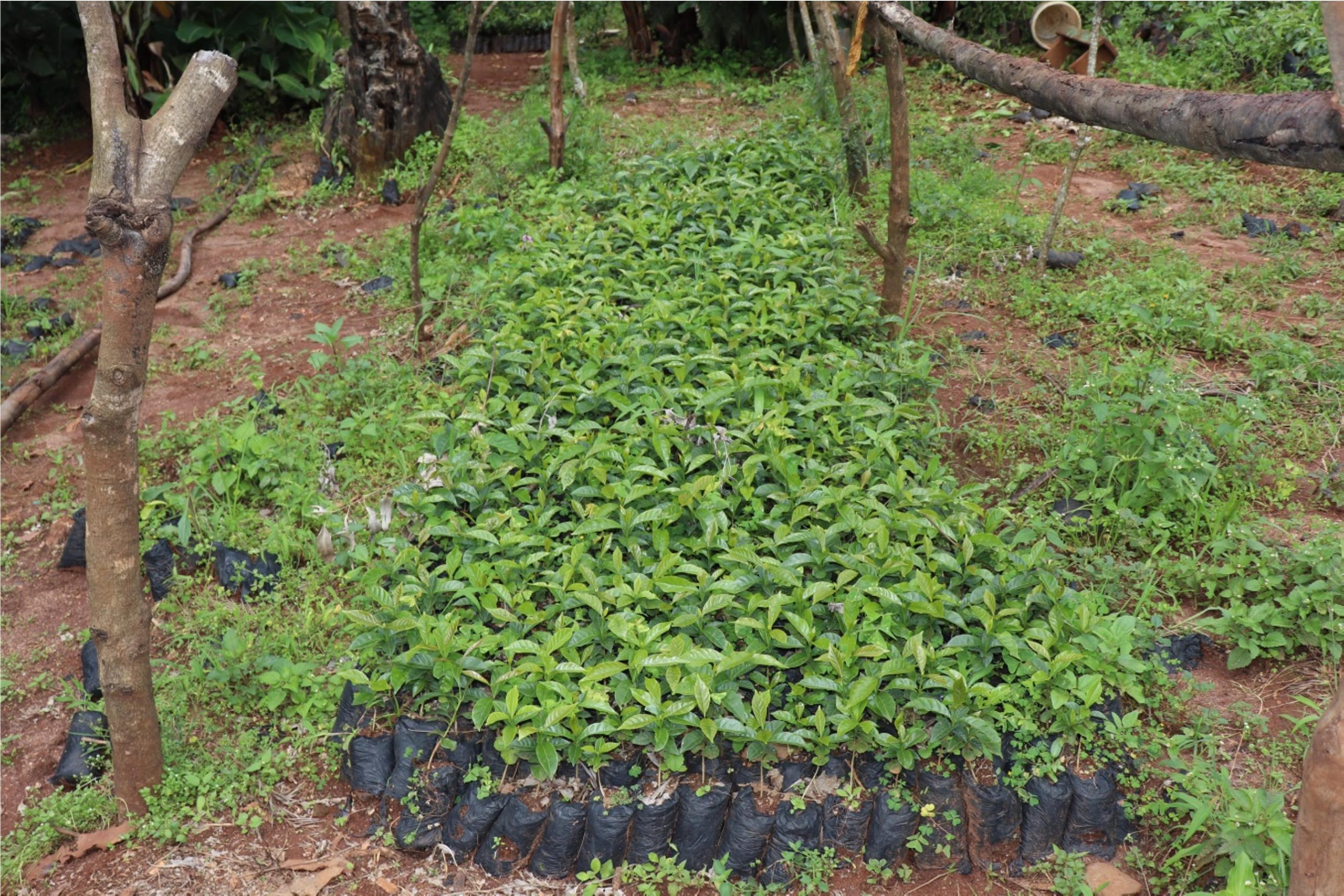 Kenya Muthonjo Estate Peaberry