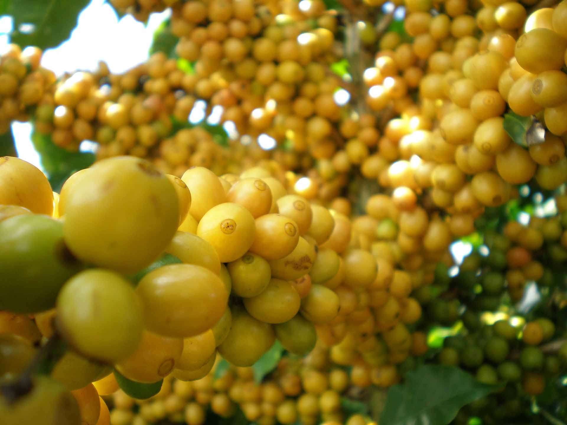 Brazil Uyara Signature Coffee