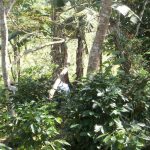 Mexico Chiapas HG Organic Washed EP