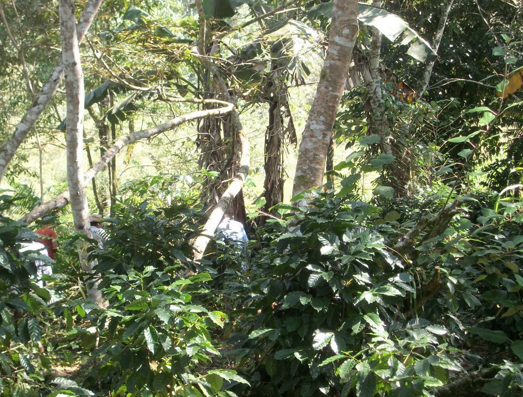 Mexico Chiapas HG Organic Washed EP