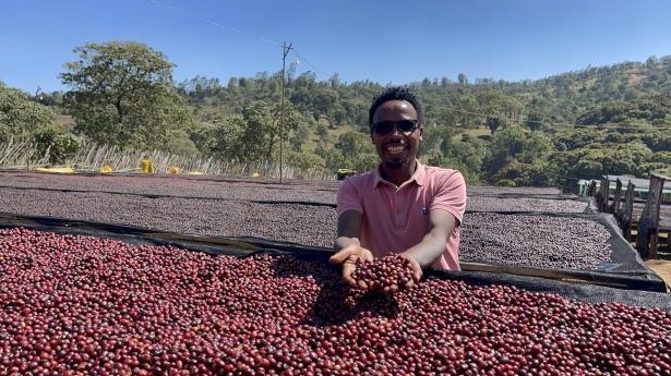 Ethiopia Guribea Grade 1